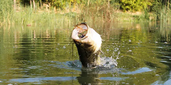 Pêche du black-bass en France