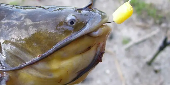 Eviter le poisson chat quand on pêche à la ligne