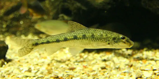 Le goujon est un petit poisson vivant sur le sable