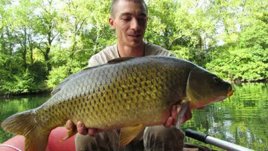 Pêche de la carpe en bateau