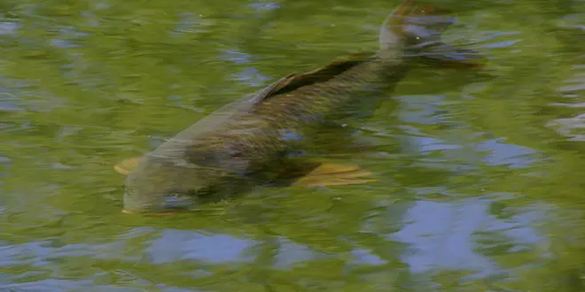 Pêche de la carpe à la mouche