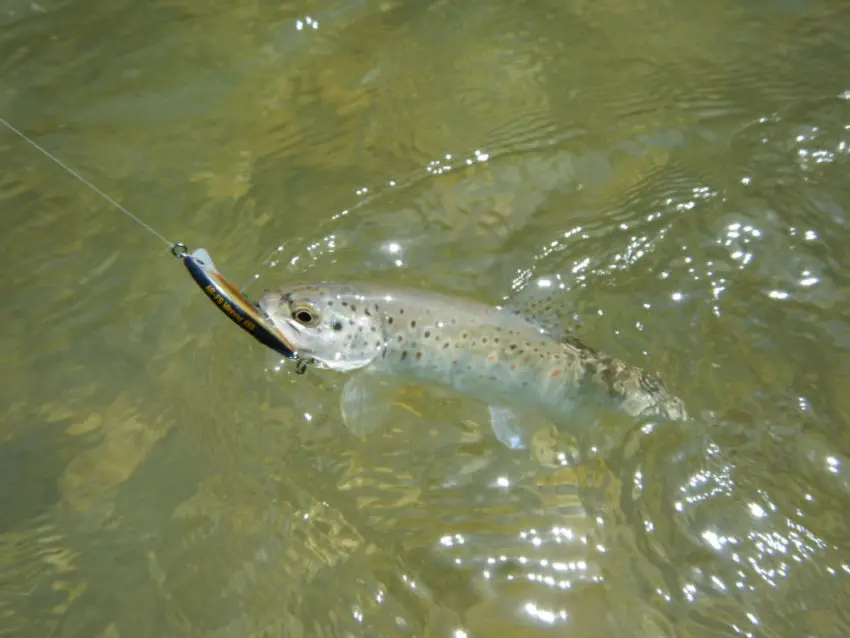 Leurre pour pêcher la truite