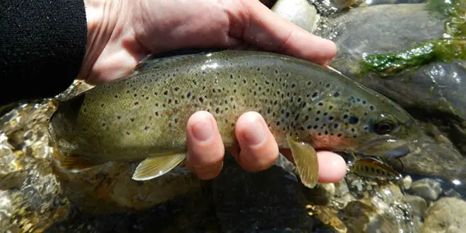 Leurre pour pêcher la truite