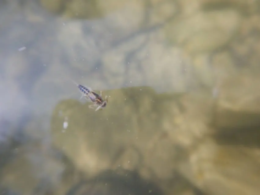 Pêche à la mouche en eau basse