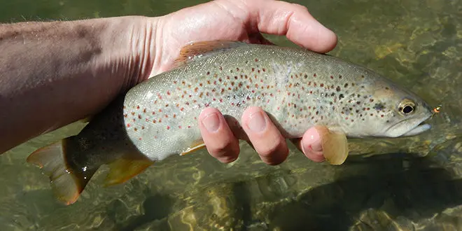 Pêche à la mouche en eau basse