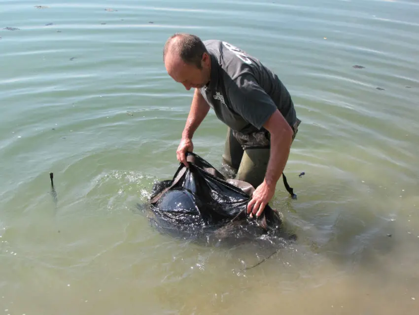 Sac de conservation pour la carpe