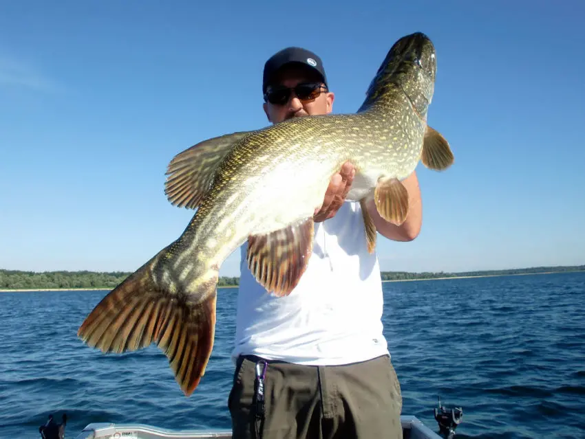 Stratégie de pêche du brochet