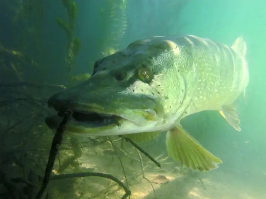 Gros brochet sous l'eau