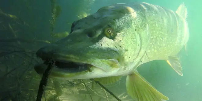 Gros brochet sous l'eau