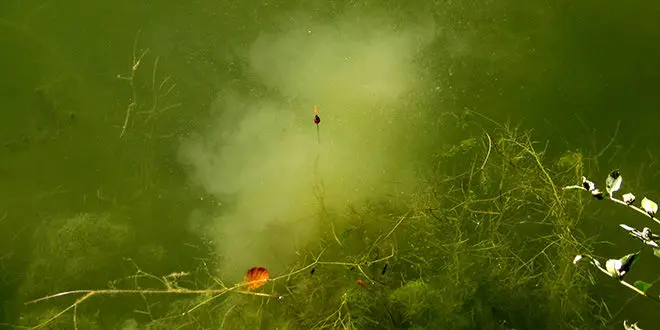 Farine nuageante pour la pêche au coup