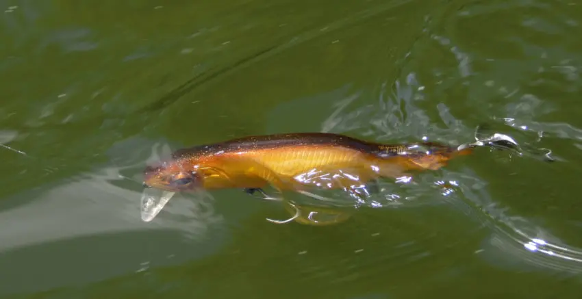 Leurre sonore pour la pêche du black-bass