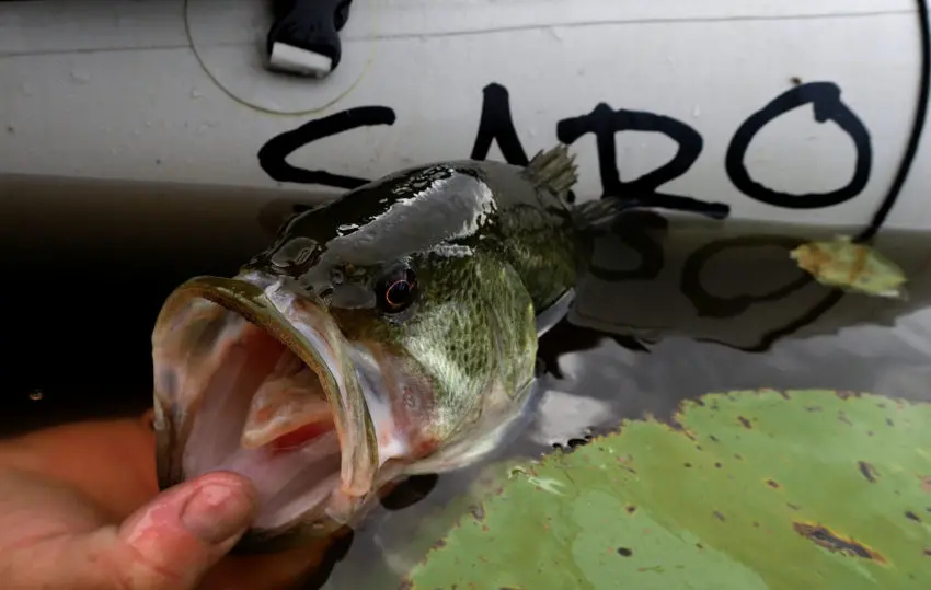 Leurre sonore pour la pêche du black-bass