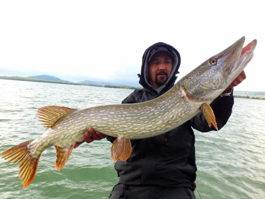 les meilleurs postes pour la pêche du brochet en automne