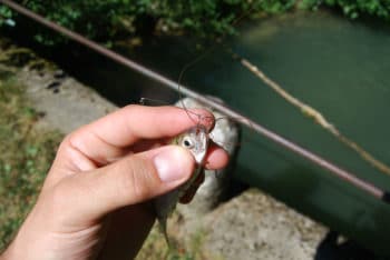 Montage poisson mort sur monture Drachkovitch