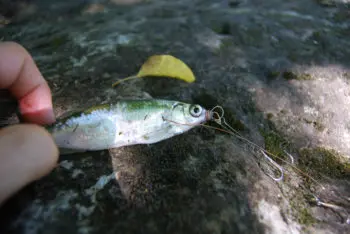 Montage poisson mort sur monture Drachkovitch