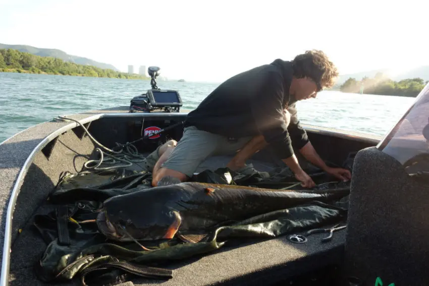 Pêche du silure au ver