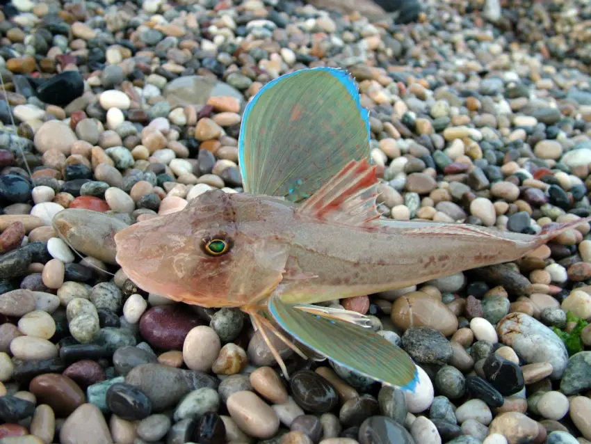 Pêche en surfcasting en automne en mer