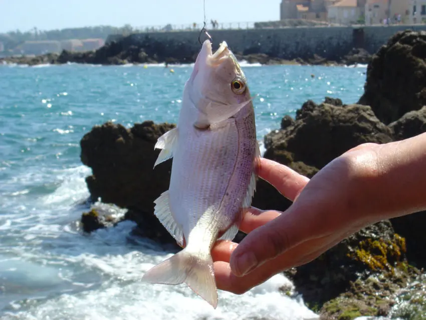 Pêche en surfcasting en automne en mer