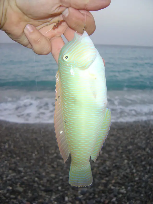 Pêche en surfcasting en automne en mer