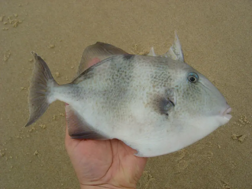 Pêche en surfcasting en automne en mer