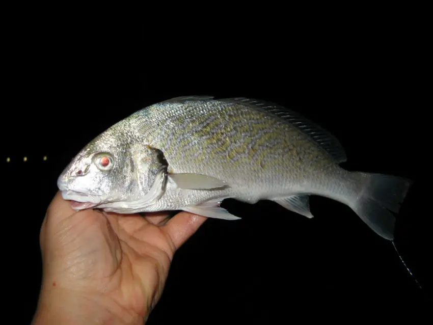 Pêche en surfcasting en automne en mer