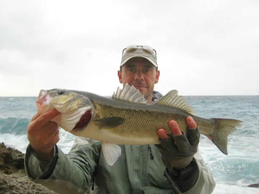 Pêche du bar au leurre en côtes rocheuses