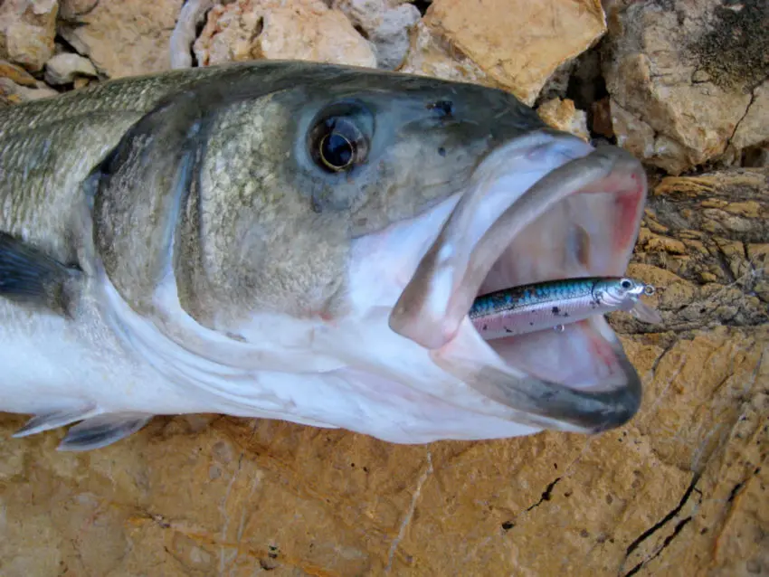 Pêche du bar au leurre en côtes rocheuses