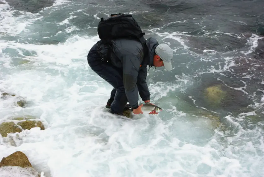 Pêche du bar au leurre en côtes rocheuses