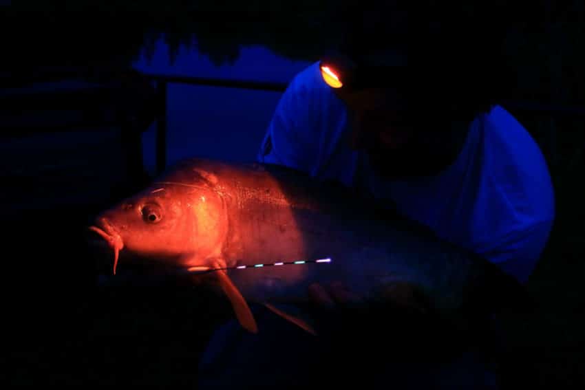 Pêche en carpodrome la nuit