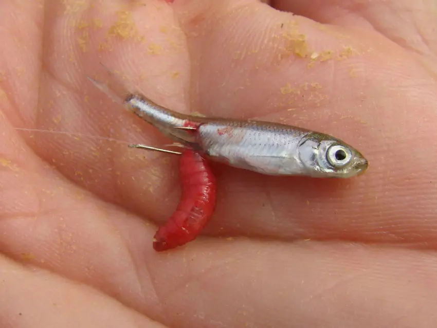 Pêche en Loir et Cher