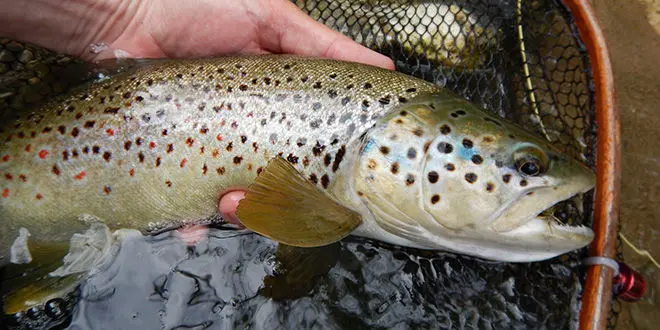 Pêche à la truite à la mouche en automne