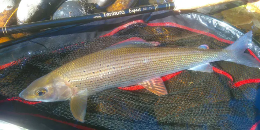 Pêche de l'ombre à la mouche en automne