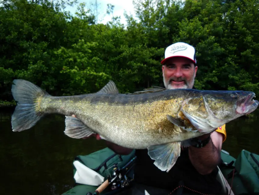 Pêche du sandre en jigging