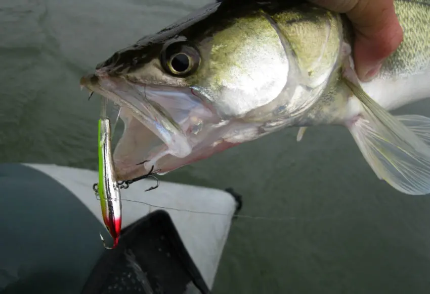 Pêche du sandre en jigging