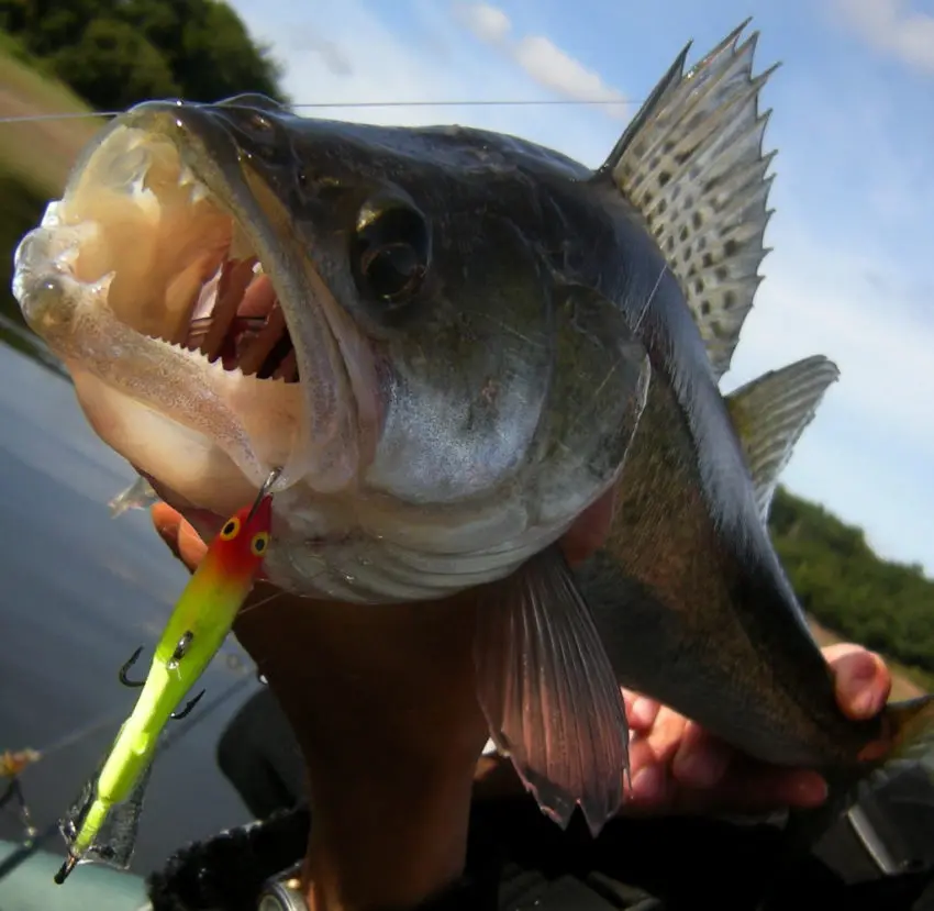 Pêche du sandre en jigging