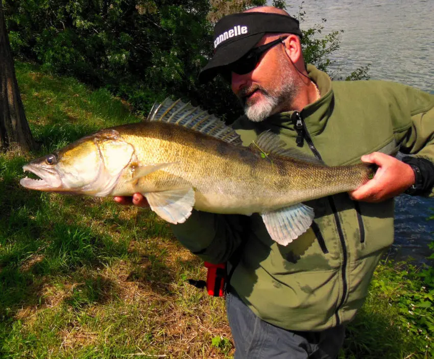 Pêche du sandre en jigging