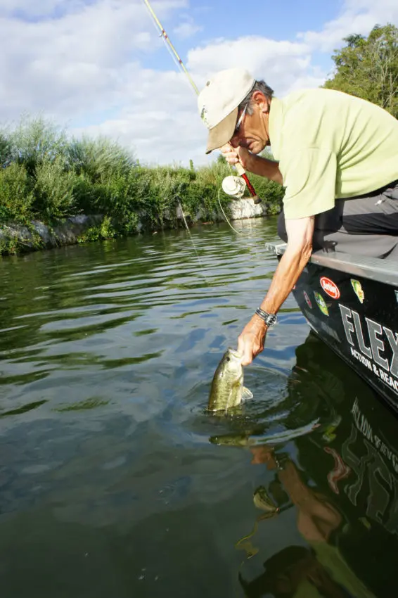 Manipulation du black-bass