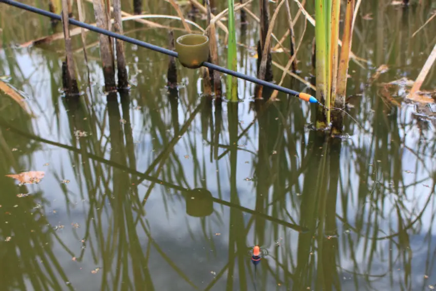 Pêche de bordure en carpodrome