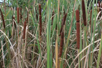 Pêche de bordure en carpodrome