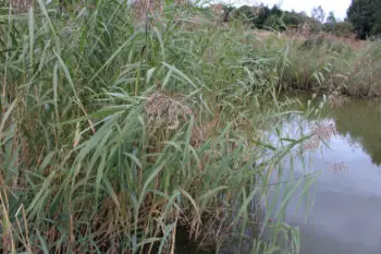 Pêche de bordure en carpodrome