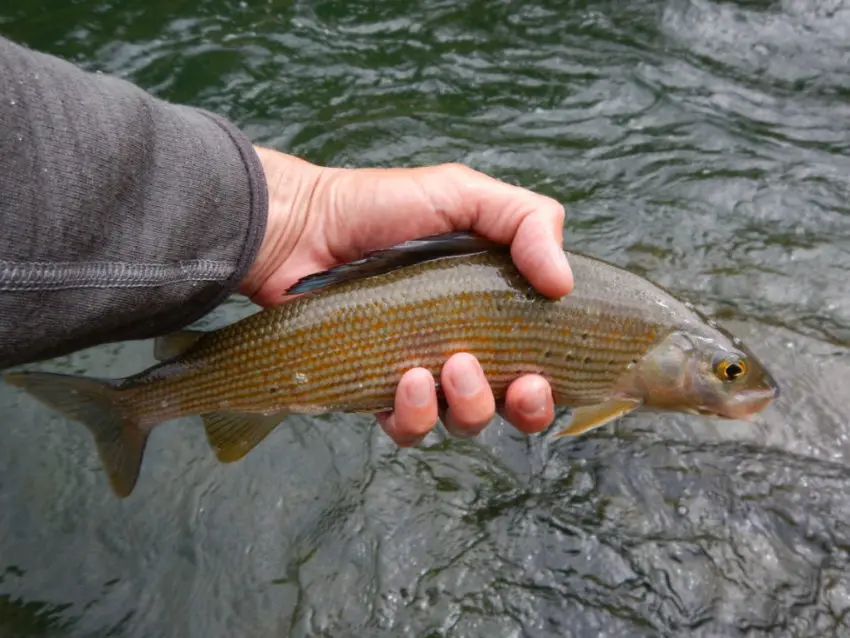 Pêche de l'ombre commun en deuxième catégorie