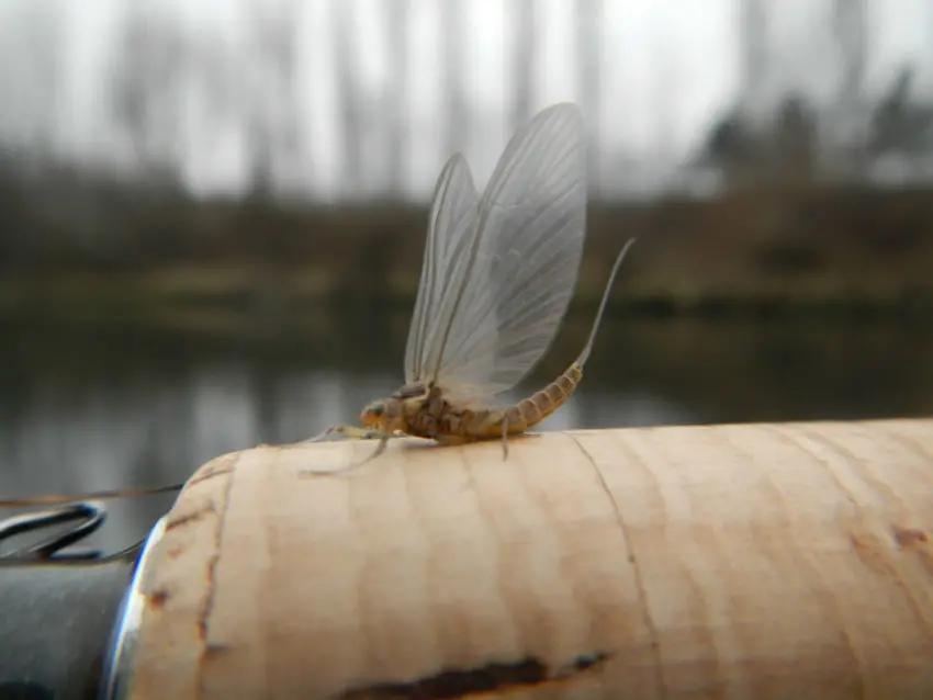 Pêche de l'ombre commun en deuxième catégorie