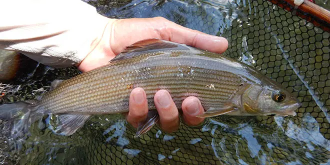 Pêche de l'ombre commun en deuxième catégorie