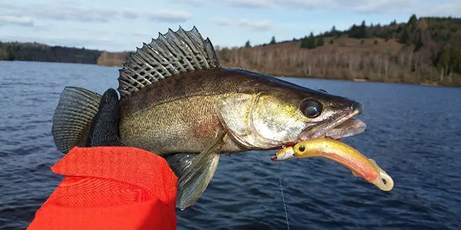 Pêche du sandre en hiver en bateau sur les lacs de barrage