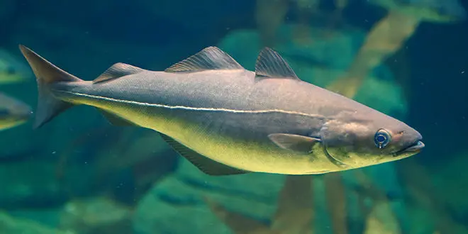 Poisson Lieu noir