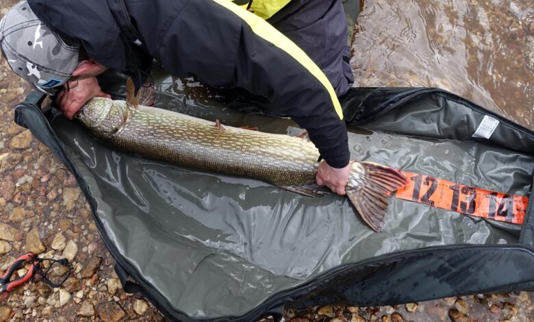 Taille légale des poissons