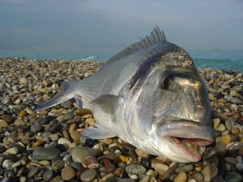 Amorcage surfcasting pêche en mer