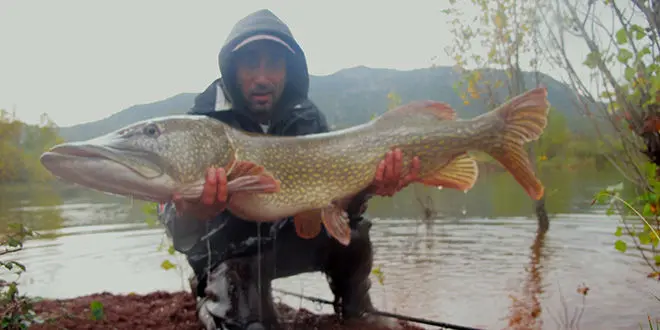 Gros brochet record du Salagou