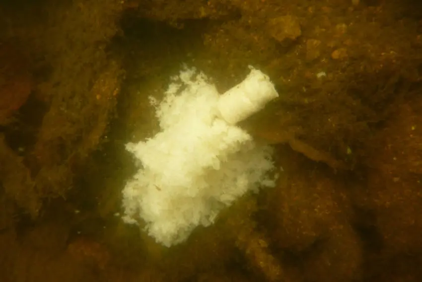 Pêche au pain en carpodrome en hiver