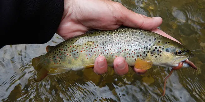 Choix d'une canne au toc pour la pêche à la truite